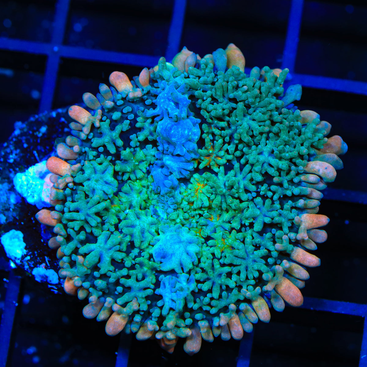 TSA Frankensteins Monster Mushroom Coral