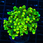 TSA Jolly Rancher Hammer Coral