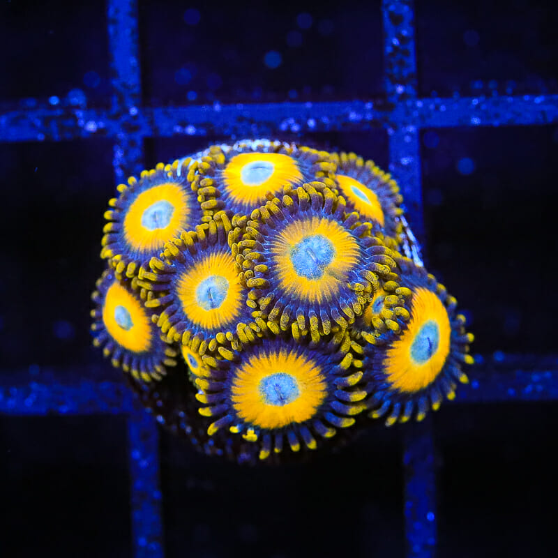 Scrambled Eggs Zoanthid Coral