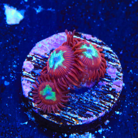 Frosted Phoenix Zoanthids Coral