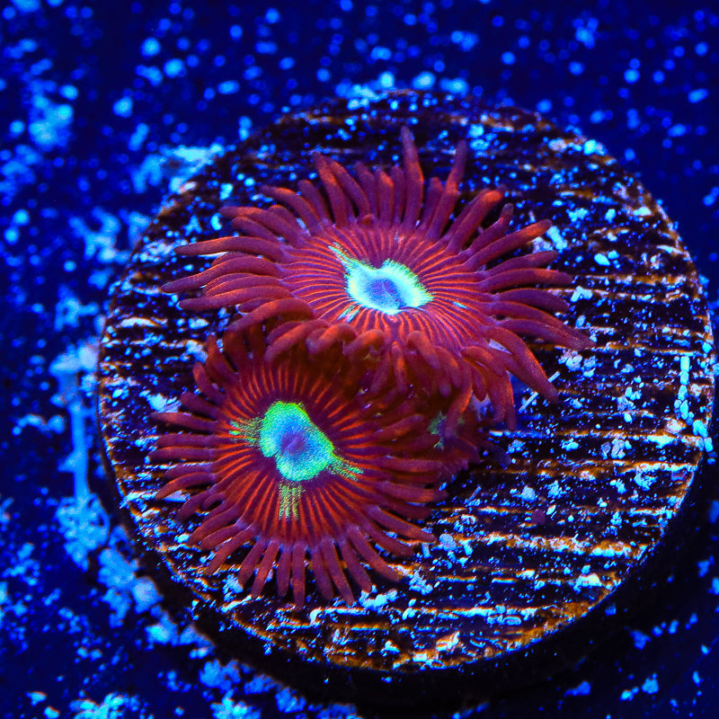 Frosted Phoenix Zoanthids Coral