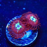 Frosted Phoenix Zoanthids Coral