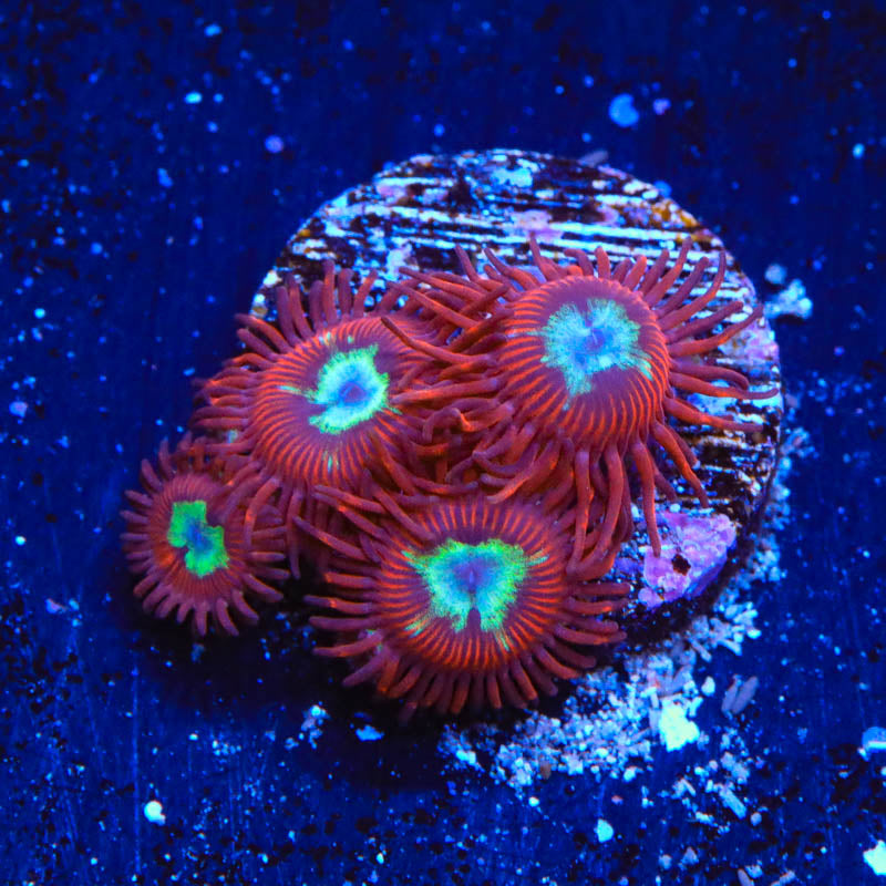 TSA Frosted Phoenix Zoanthids Coral