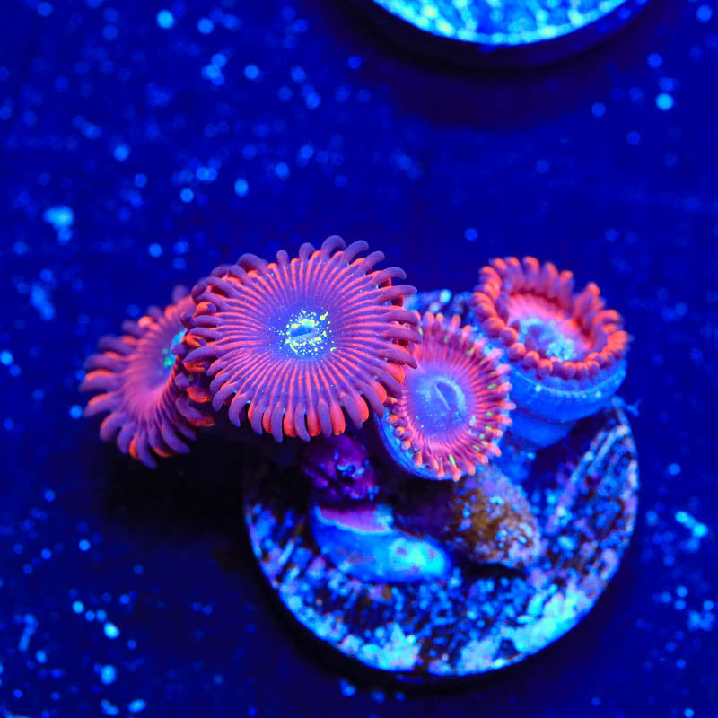 WWC Magician Zoanthids Coral