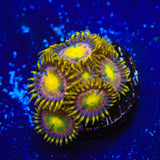 Hydra Lady Dragons Zoanthids Coral