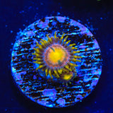 Hydra Lady Dragon Zoanthid Coral - Top Shelf Aquatics