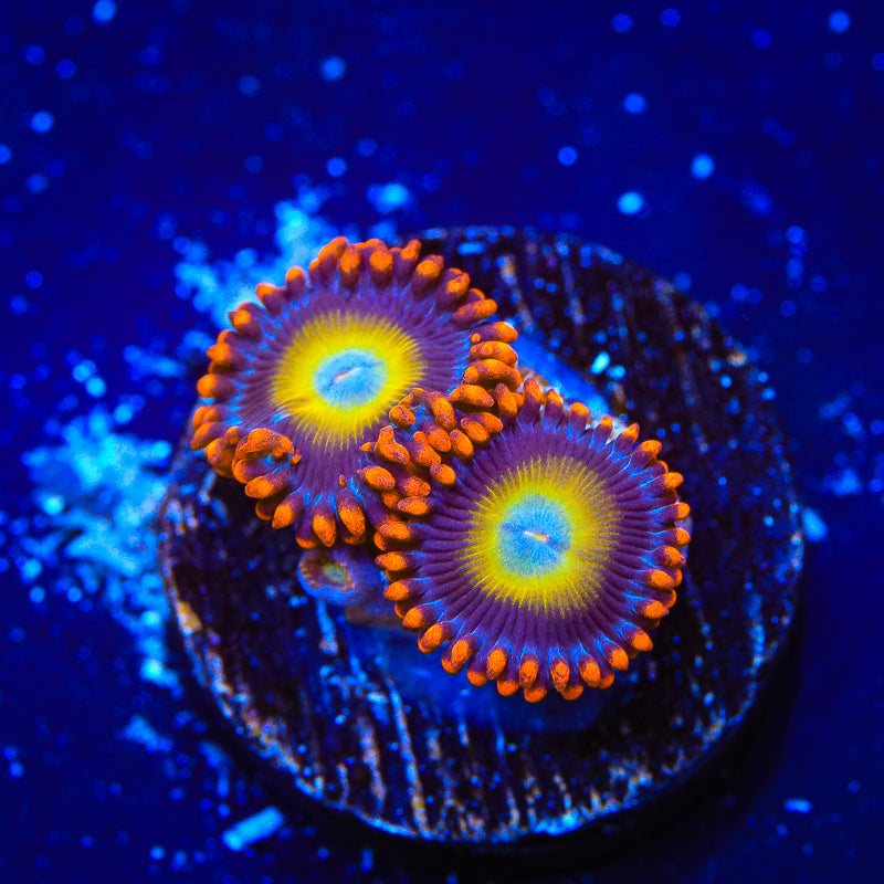 Circus Freak Zoanthids