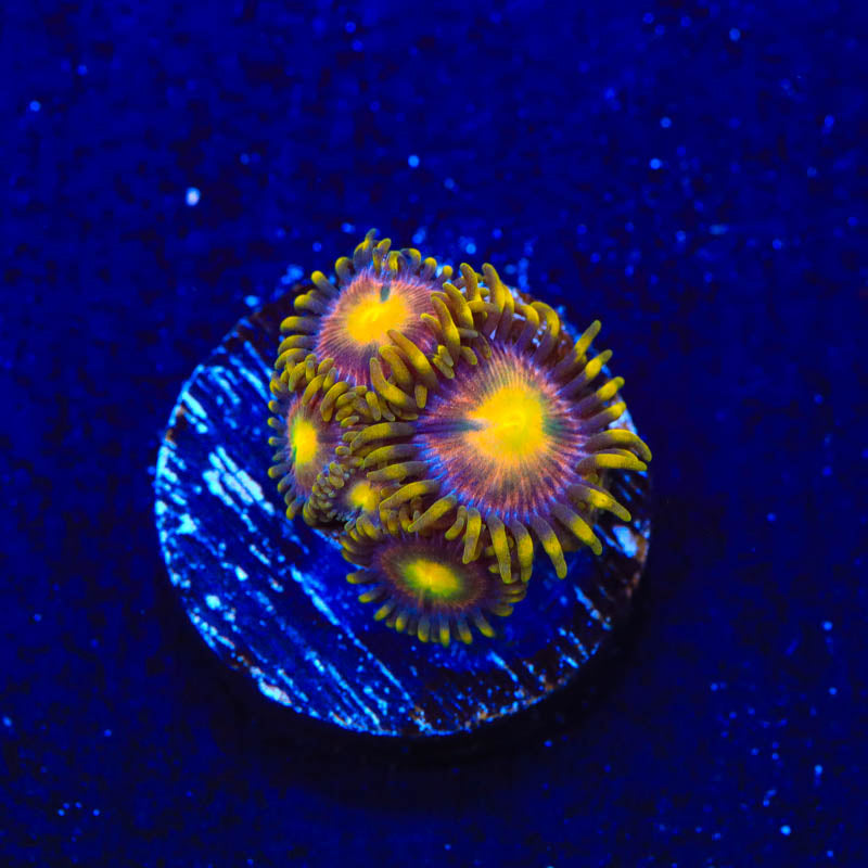 Hydra Lady Dragon Zoanthids Coral