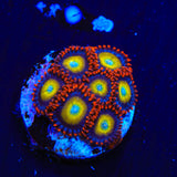 Circus Freak Zoanthids