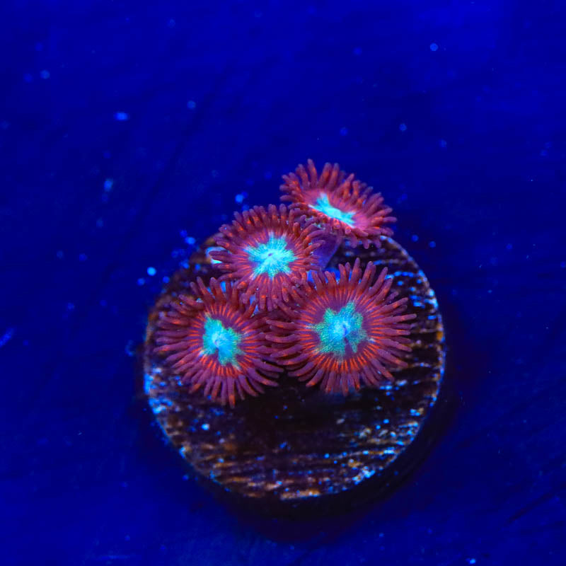 TSA Frosted Pheonix Zoanthids Coral