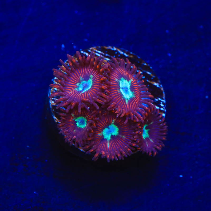 TSA Frosted Pheonix Zoanthids Coral