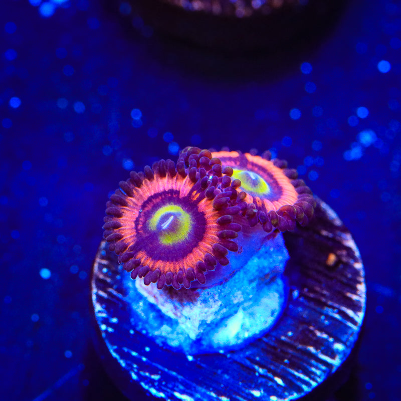 JF Daisy Duke Zoanthids Coral