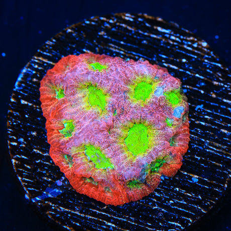 JF Fairy Ring Favia Coral - Top Shelf Aquatics