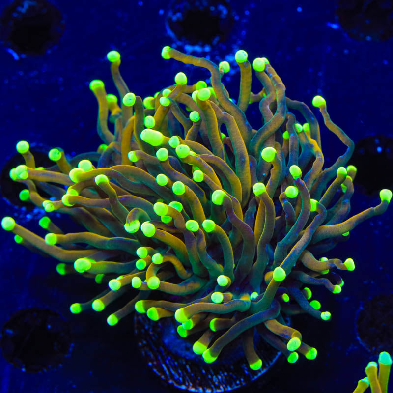 Indo Gold Torch Coral