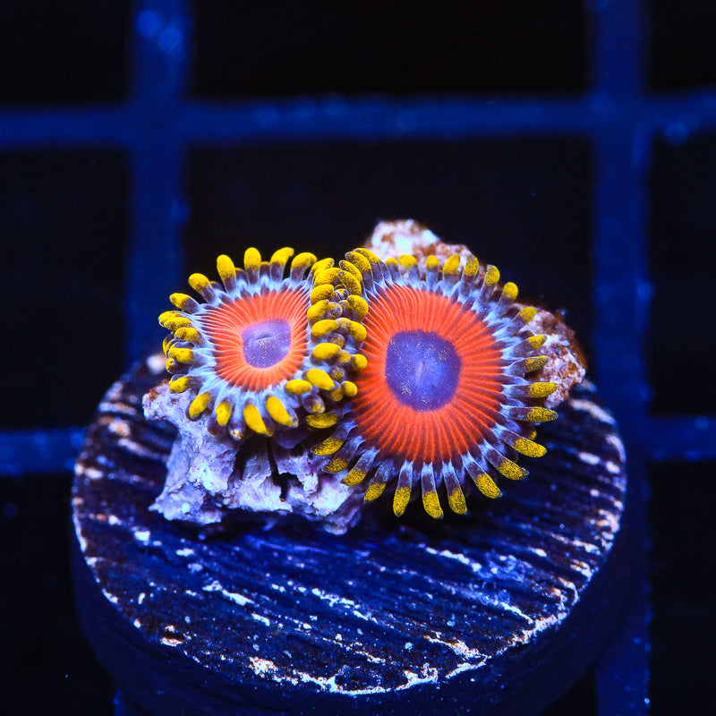 Eagle Eye Zoanthids Coral