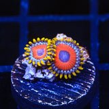 Eagle Eye Zoanthids Coral