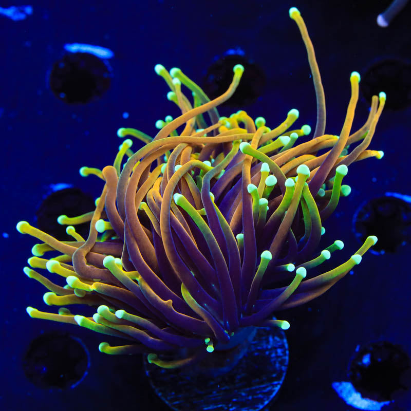 TSA Blowtorch Torch Coral