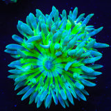 TSA Toxic Pinwheel Duncan Coral