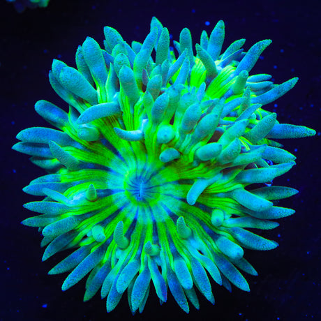 TSA Toxic Pinwheel Duncan Coral