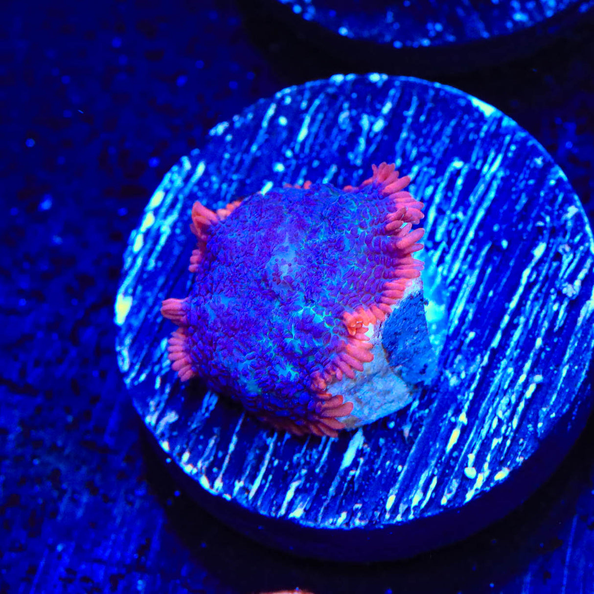 TSA Saturn Ring Rhodactis Mushroom Coral - Top Shelf Aquatics