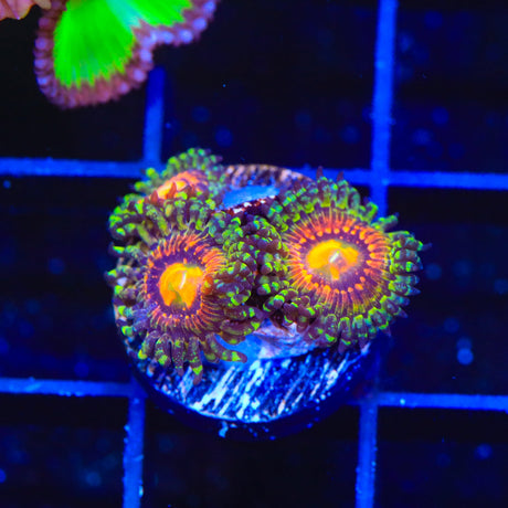 Rainbow Incenerator Zoanthids Coral