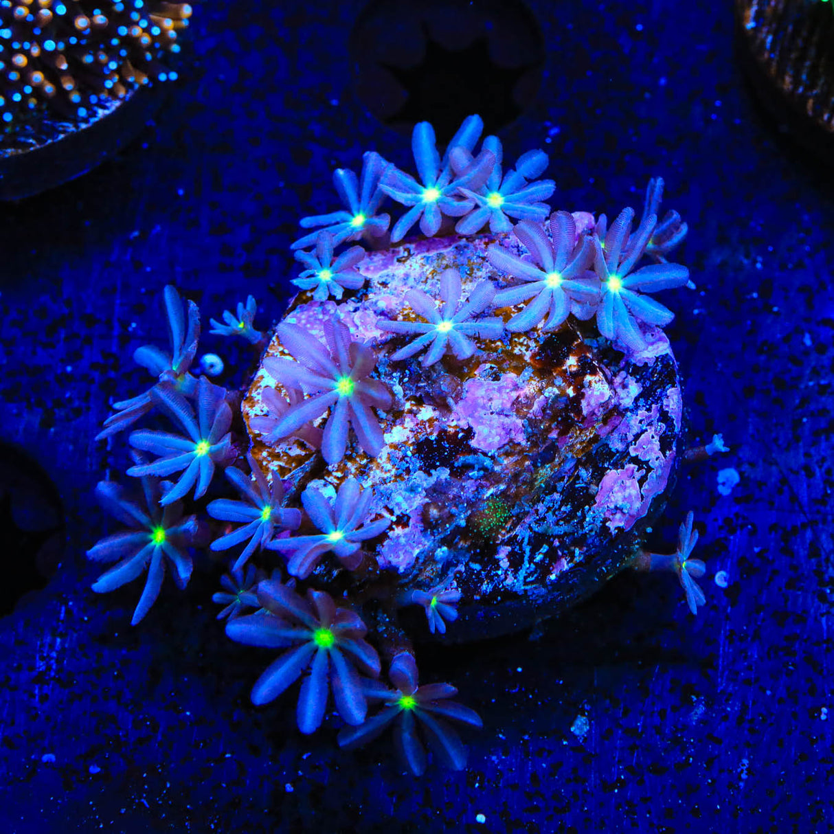 Daisy Polyps Coral - Top Shelf Aquatics
