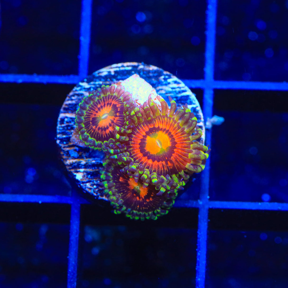 Rainbow Incenerator Zoanthids Coral