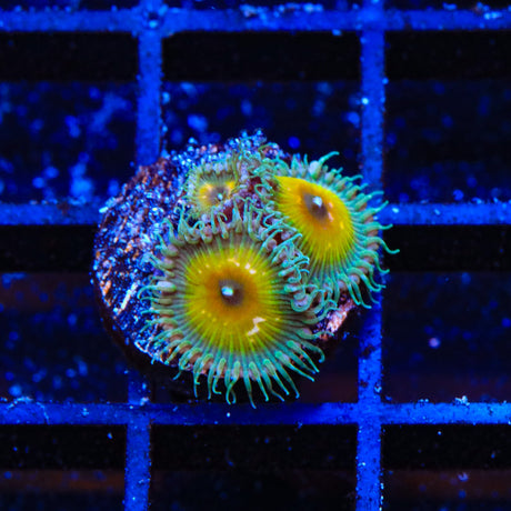 JF Captain Jerk Palythoa Coral