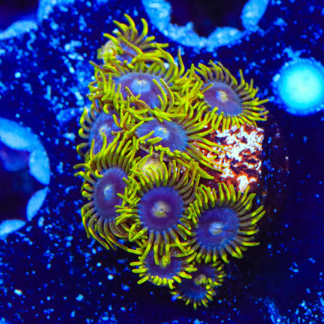 TSA Smurfette Zoanthids Coral