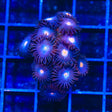 TSA Glow Pop Zoanthids Coral