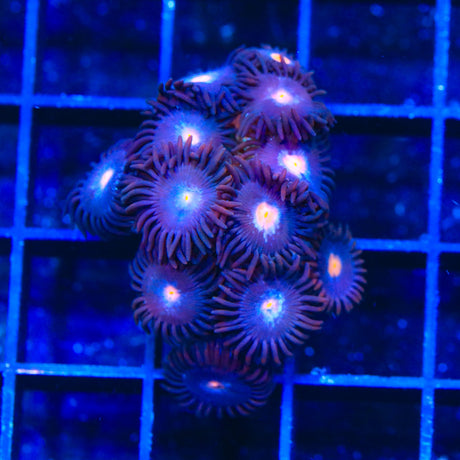 TSA Glow Pop Zoanthids Coral