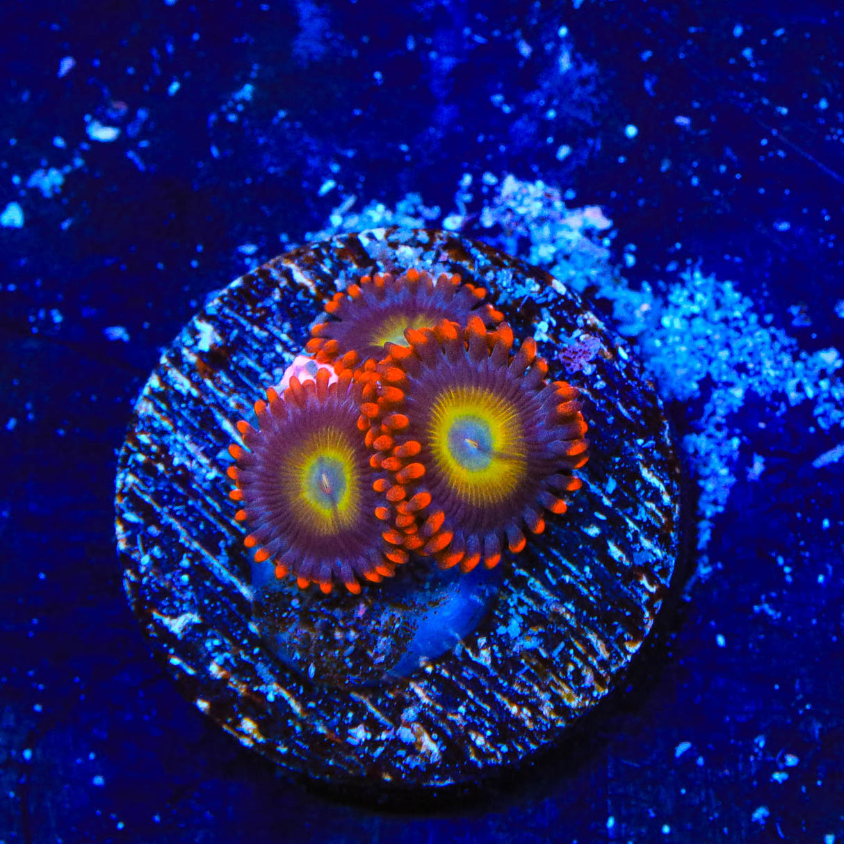 Circus Freak Zoanthids Coral