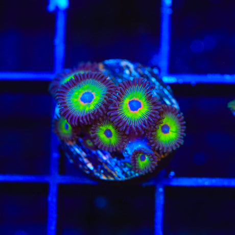 WWC Bob Marley Zoanthids Coral