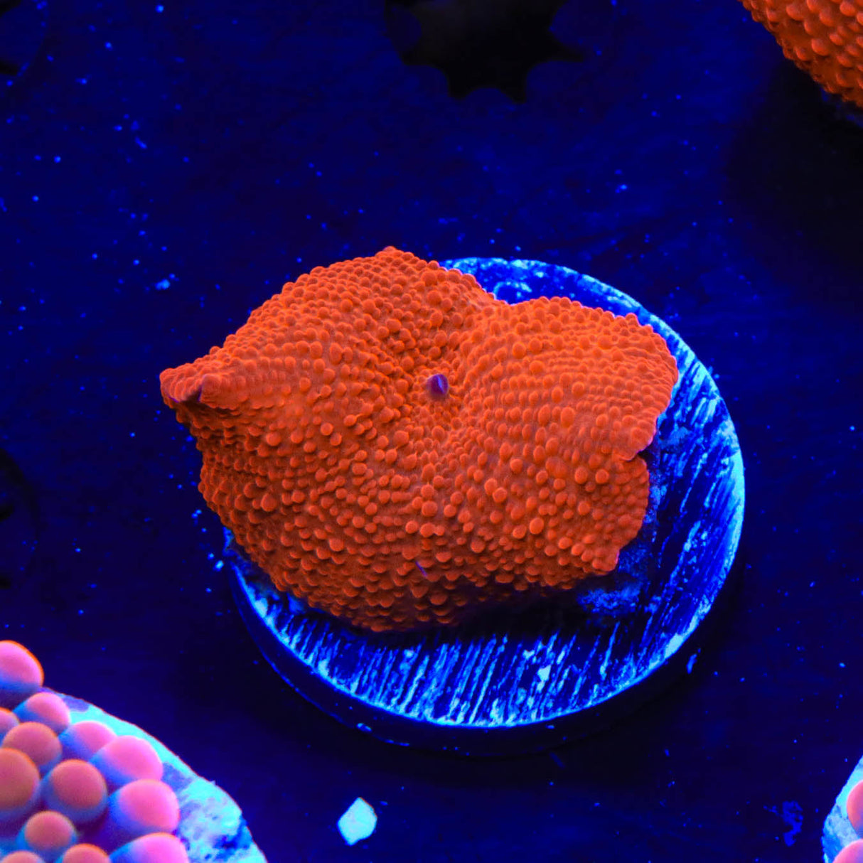 Radiant Red Mushroom Coral - Top Shelf Aquatics