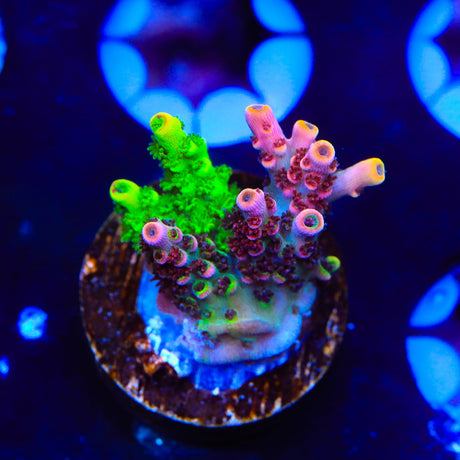 TSA Fruity Splice Acropora Coral