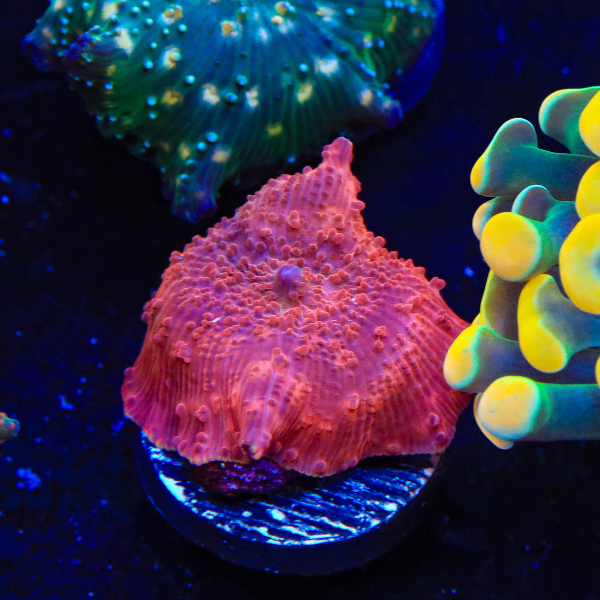 Red Mushroom Coral - Top Shelf Aquatics