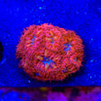 Blue Raven Blastomussa Coral