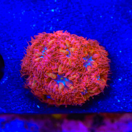 Blue Raven Blastomussa Coral