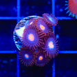 TSA Glow Pop Zoanthids Coral