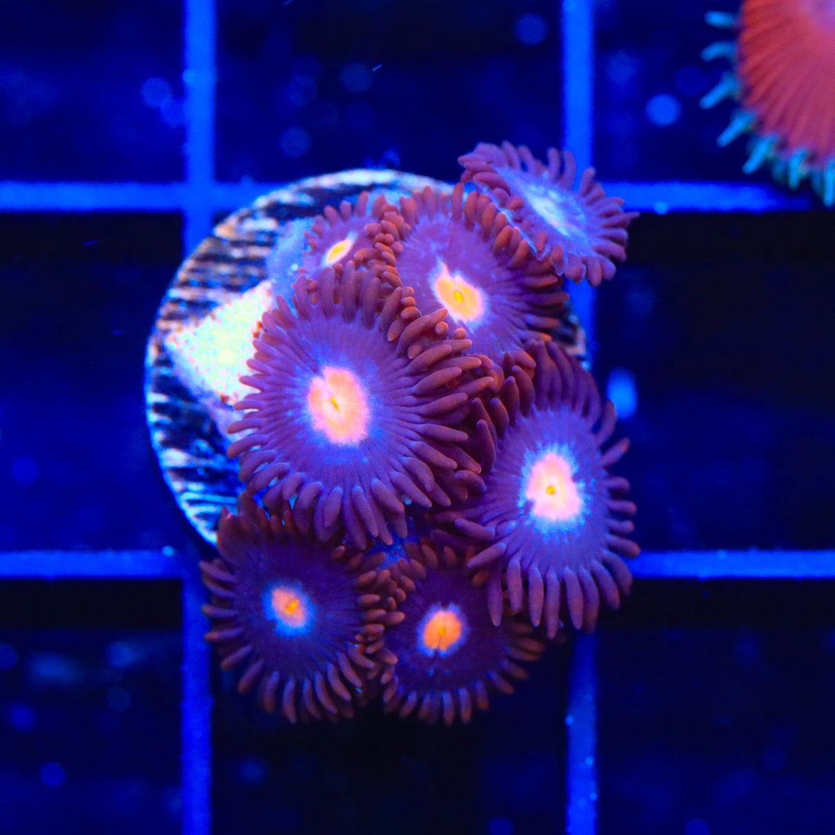 TSA Glow Pop Zoanthids Coral