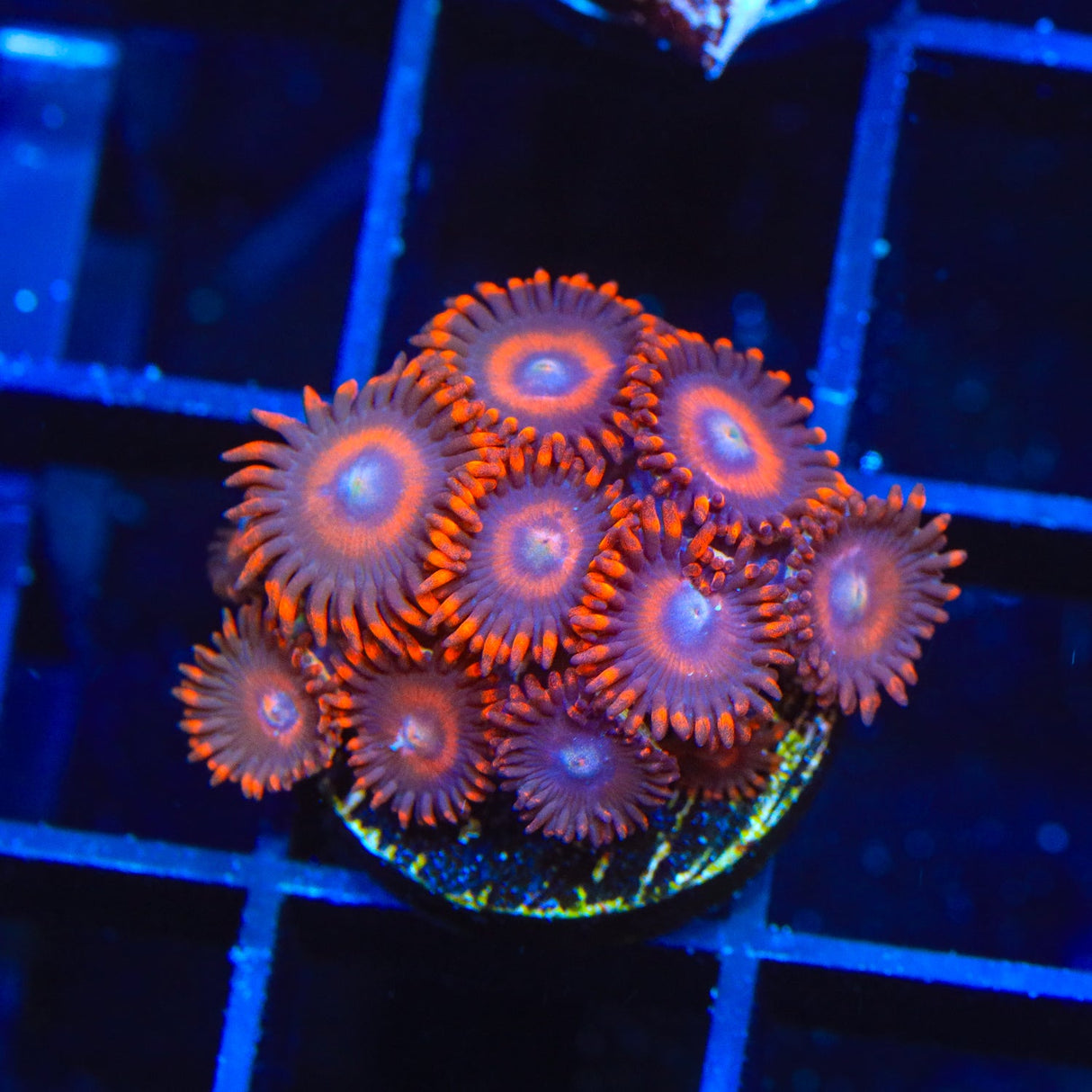 TSA Safe Cracker Zoanthids Coral