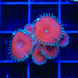 Red Death Palythoa Coral