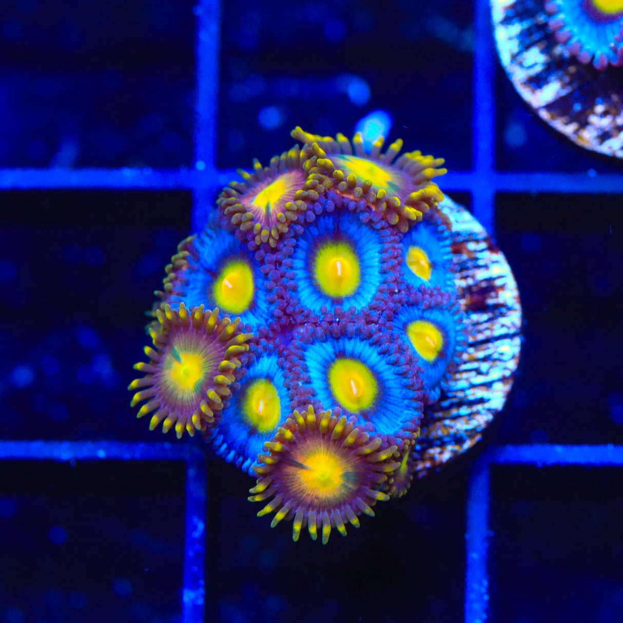 WWC AOI and Hydra Lady Dragon Combo Zoanthids Coral