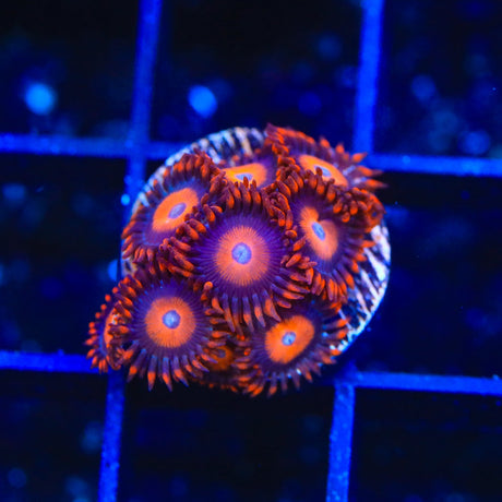 Orange Oxide Zoanthids Coral