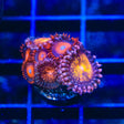 WWC Nirvana Combo Zoanthids Coral