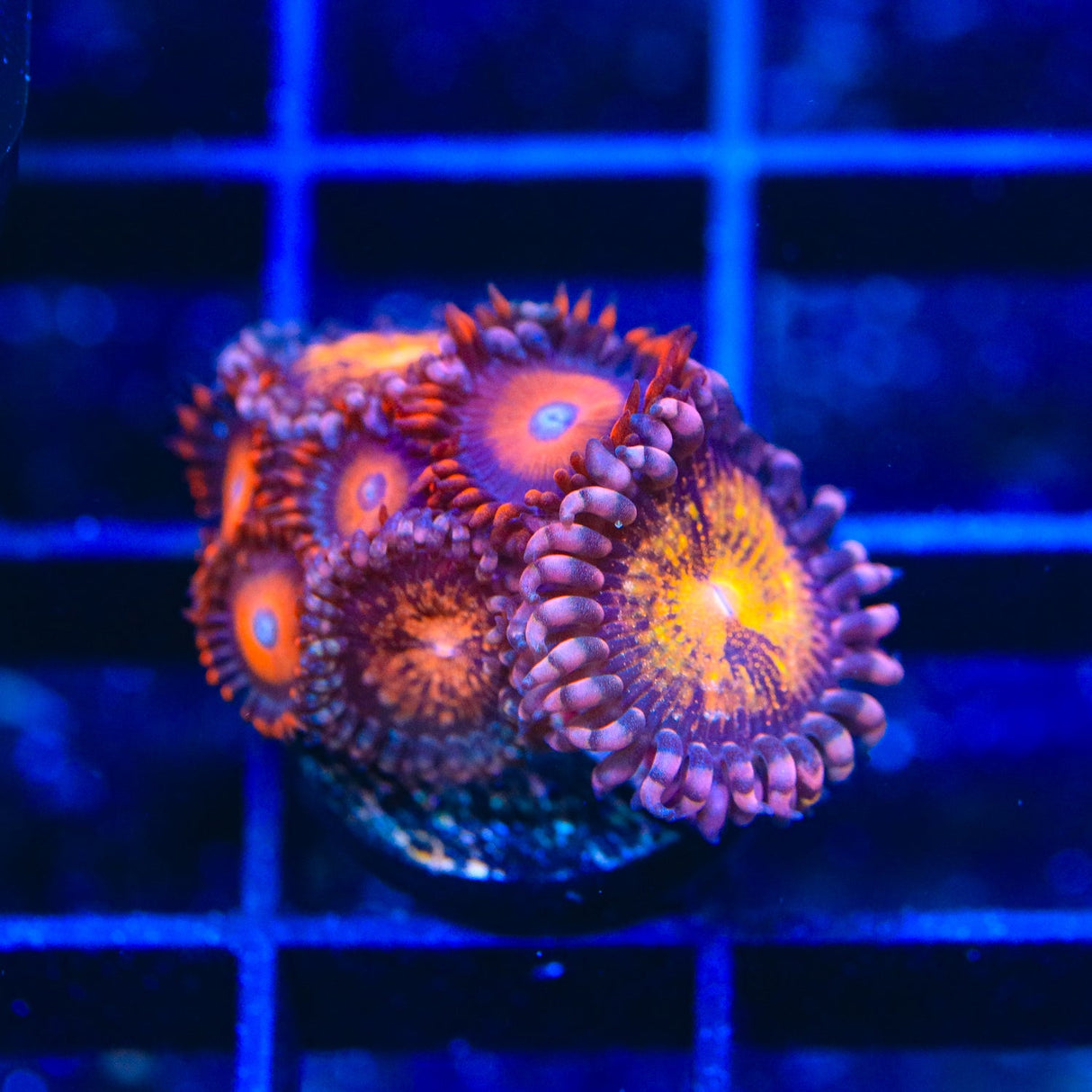 WWC Nirvana Combo Zoanthids Coral