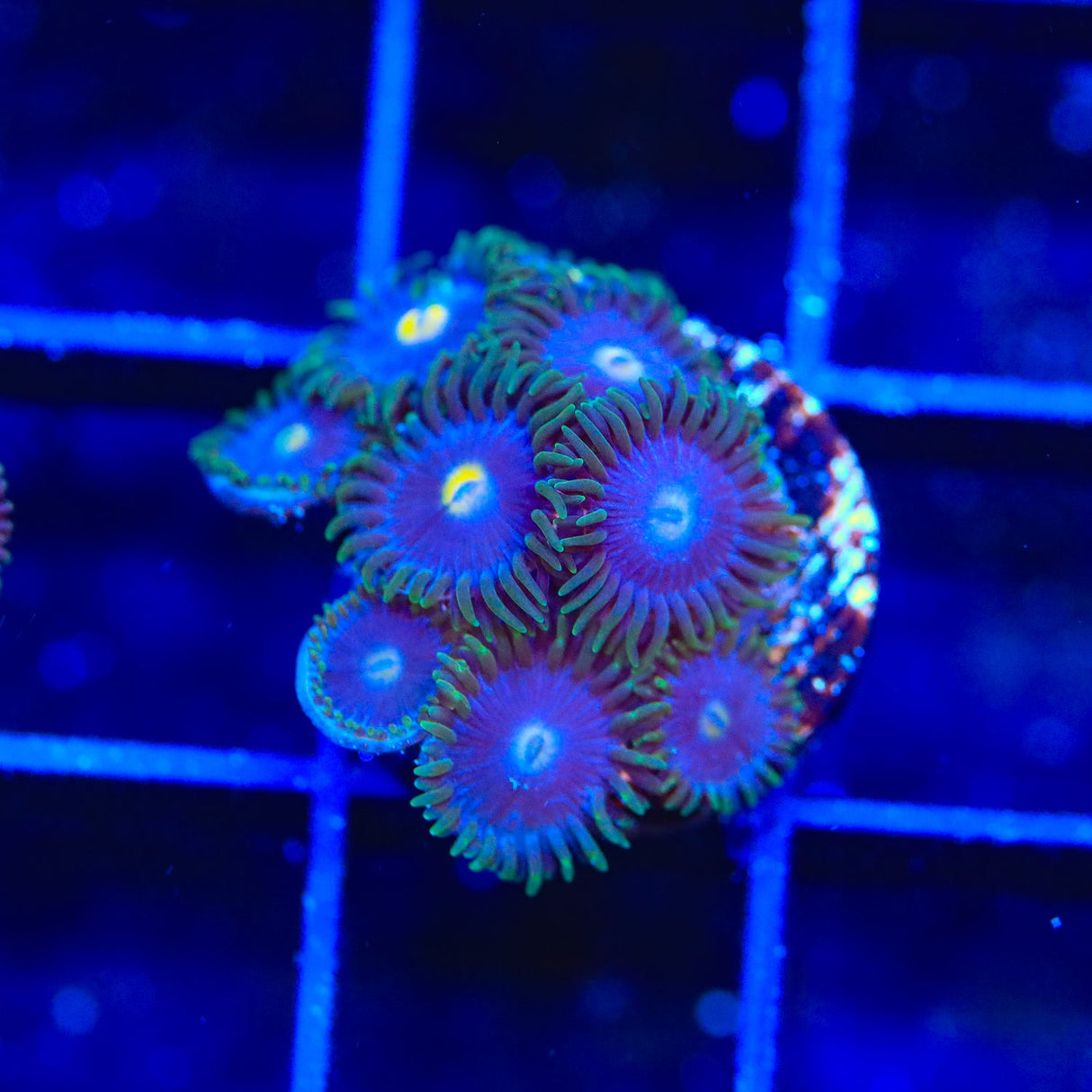 TSA Blueberry Zoanthids Coral