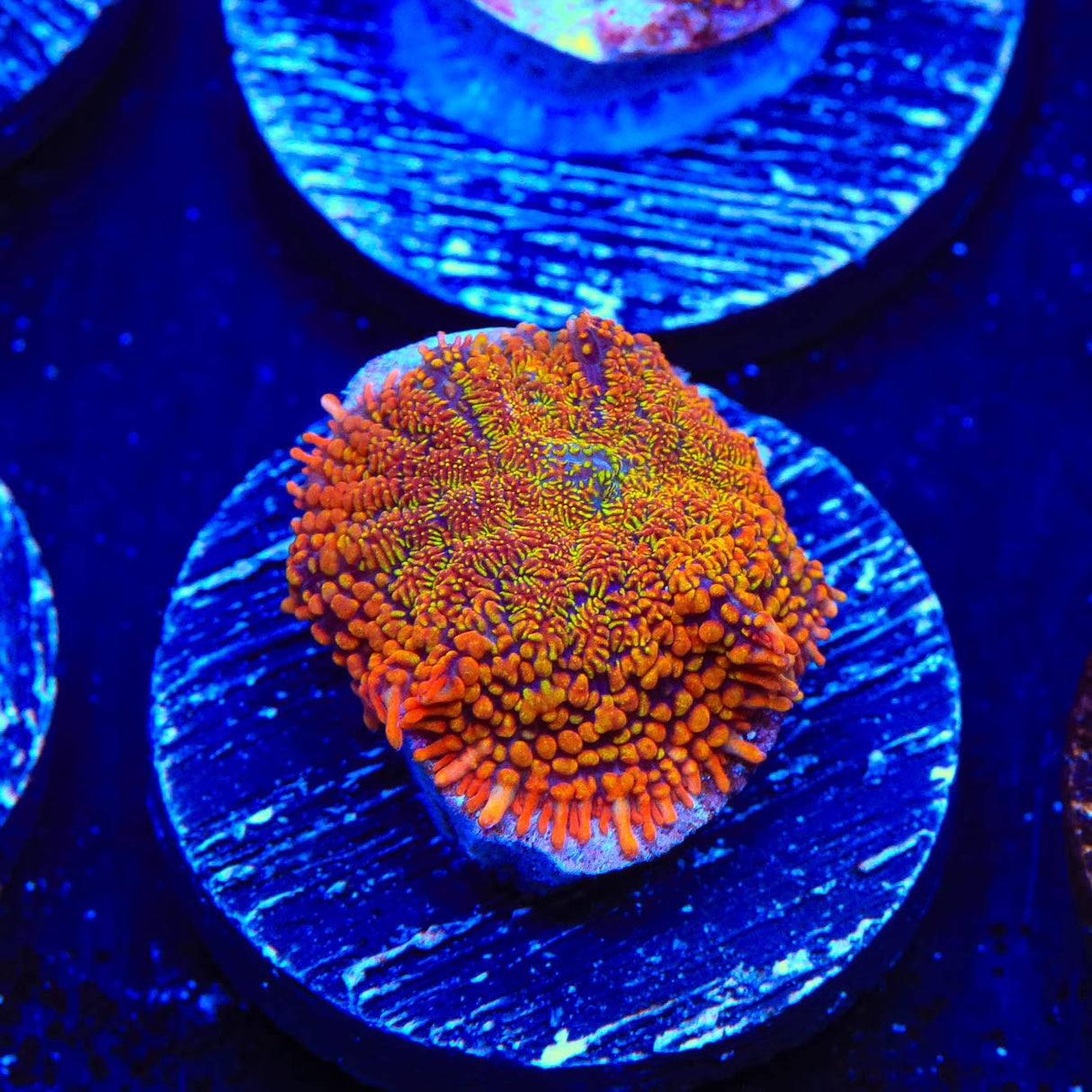 TSA Captain Insano Rhodactis Mushroom Coral - Top Shelf Aquatics