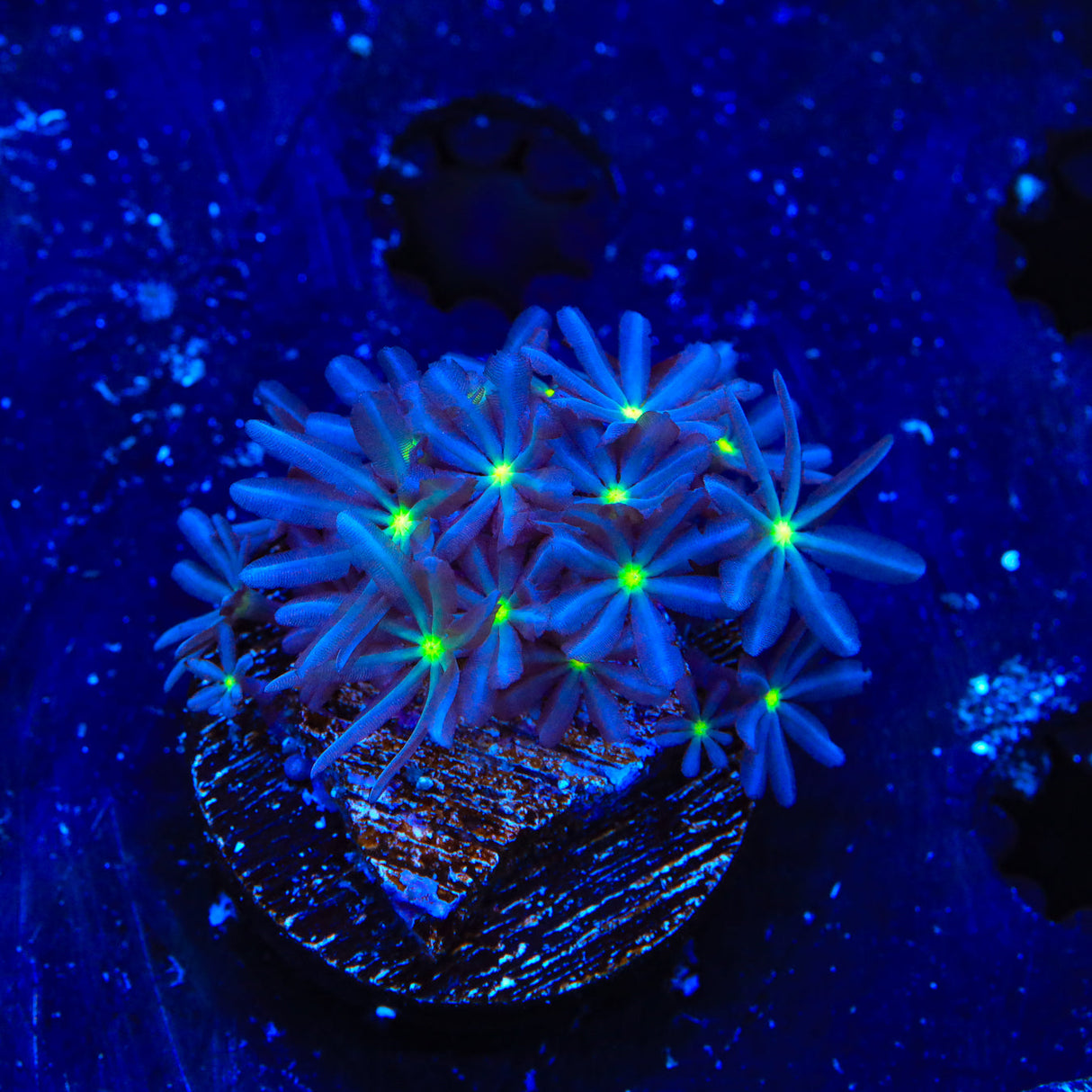 Blastwave Rhodactis Mushroom Coral