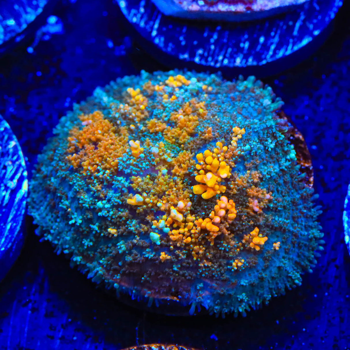 Ultra Persian Rug Mushroom Coral - Top Shelf Aquatics